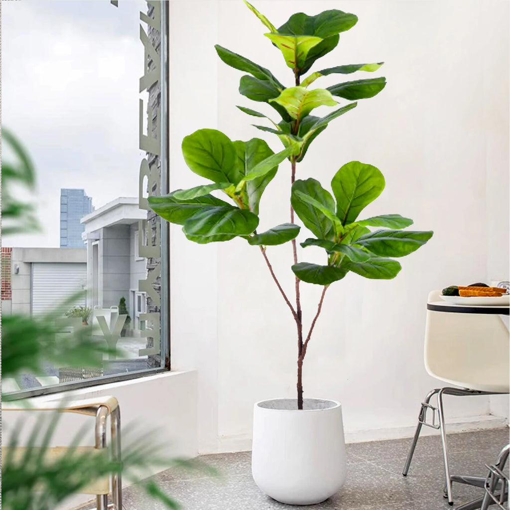 Fiddle-leaf fig stem Darina in a white planter by a window