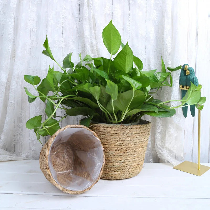 Natural grass planter basket with a plant on a white shelf