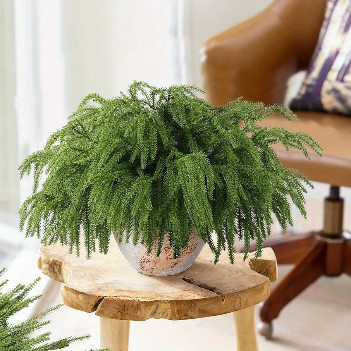 Norfolk pine branches Leontína in a pot on a wooden stool