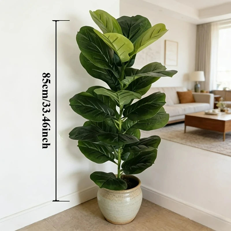 Ficus Tereza