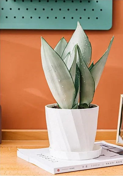 White faceted plastic planter with saucer and a snake plant on a wooden table